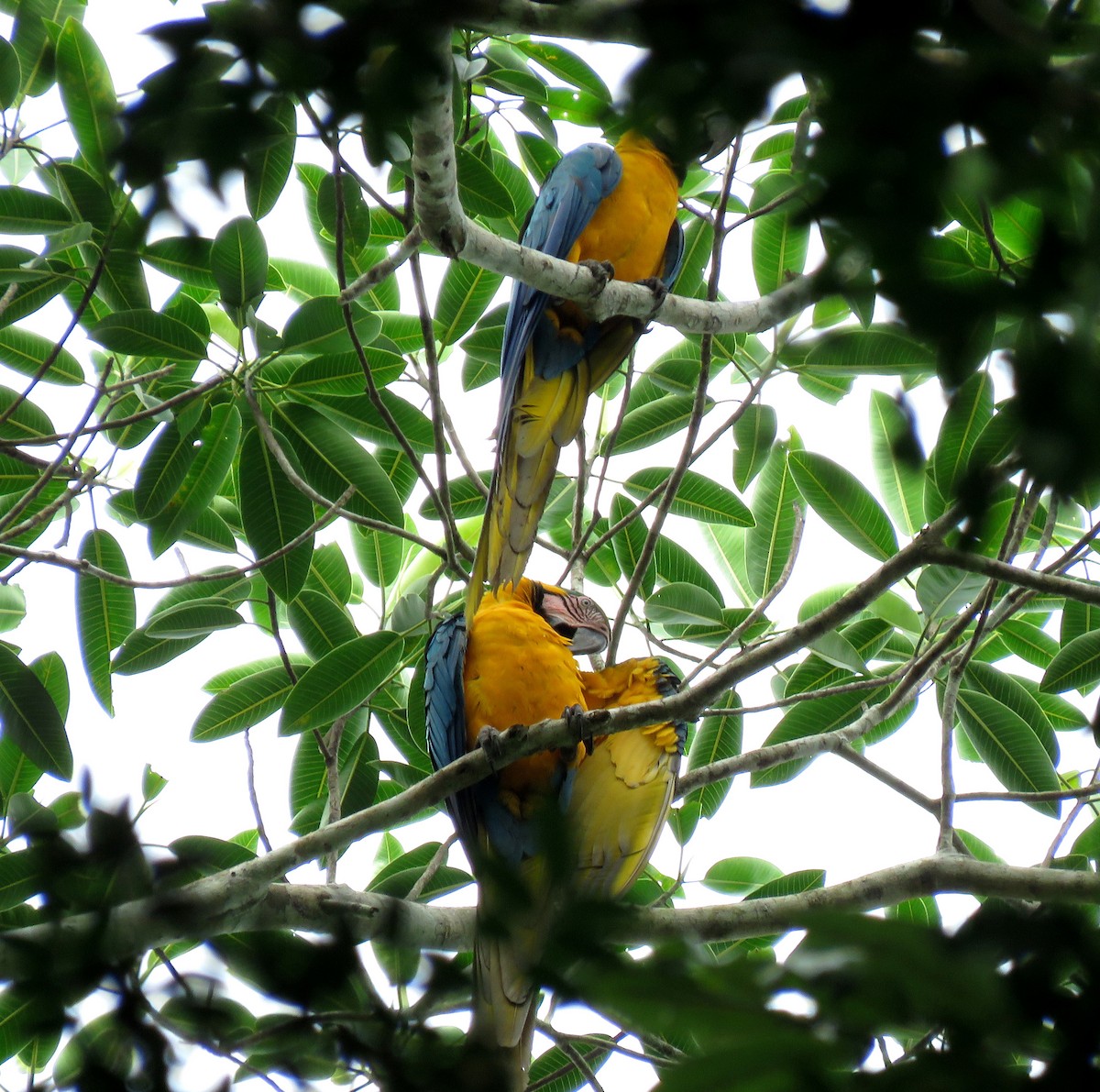 Blue-and-yellow Macaw - Iván Lau