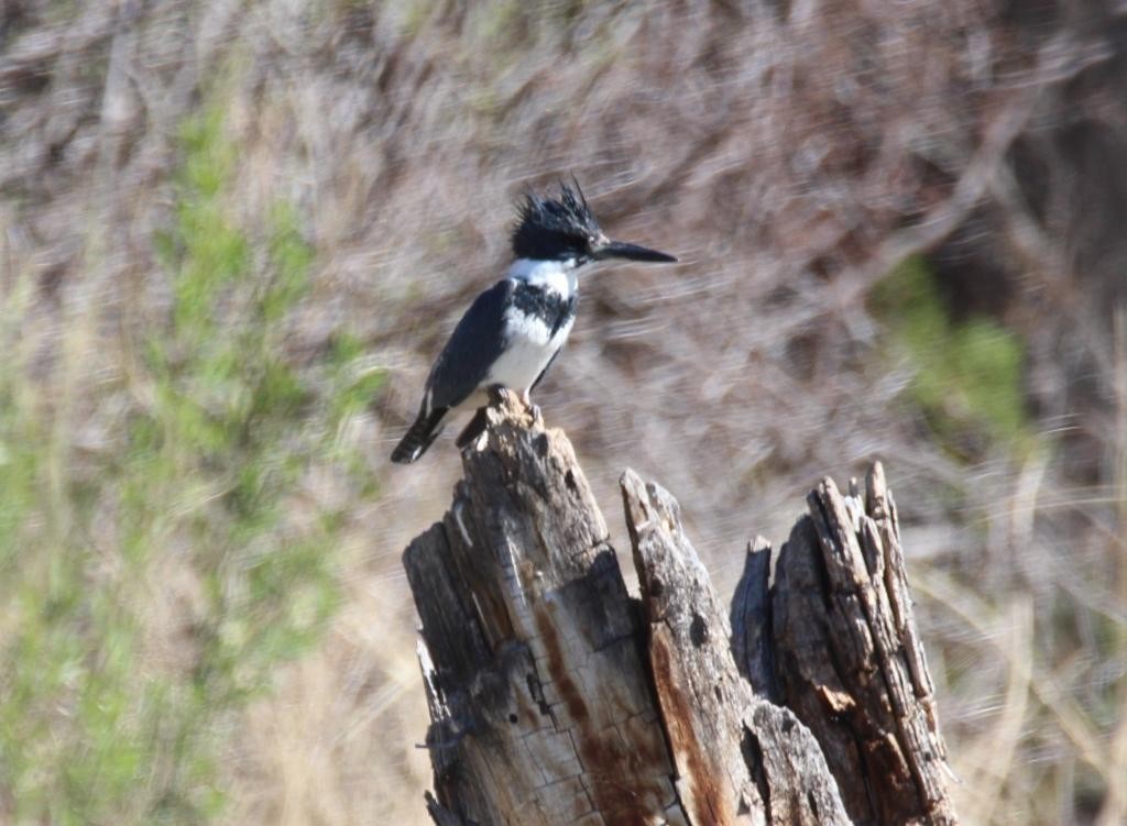 Belted Kingfisher - Christopher Pipes