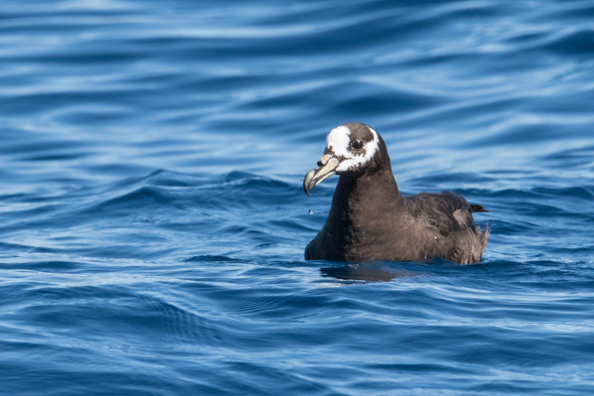 Spectacled Petrel - ML150053771