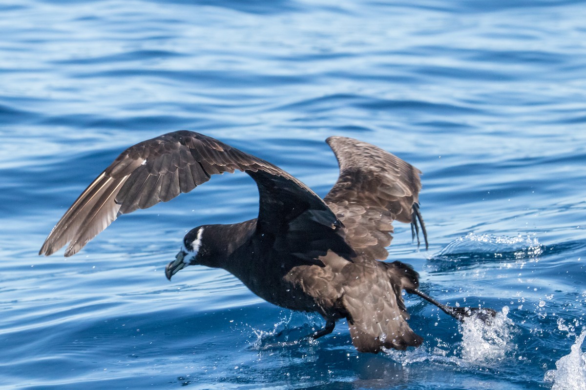 Spectacled Petrel - ML150053791