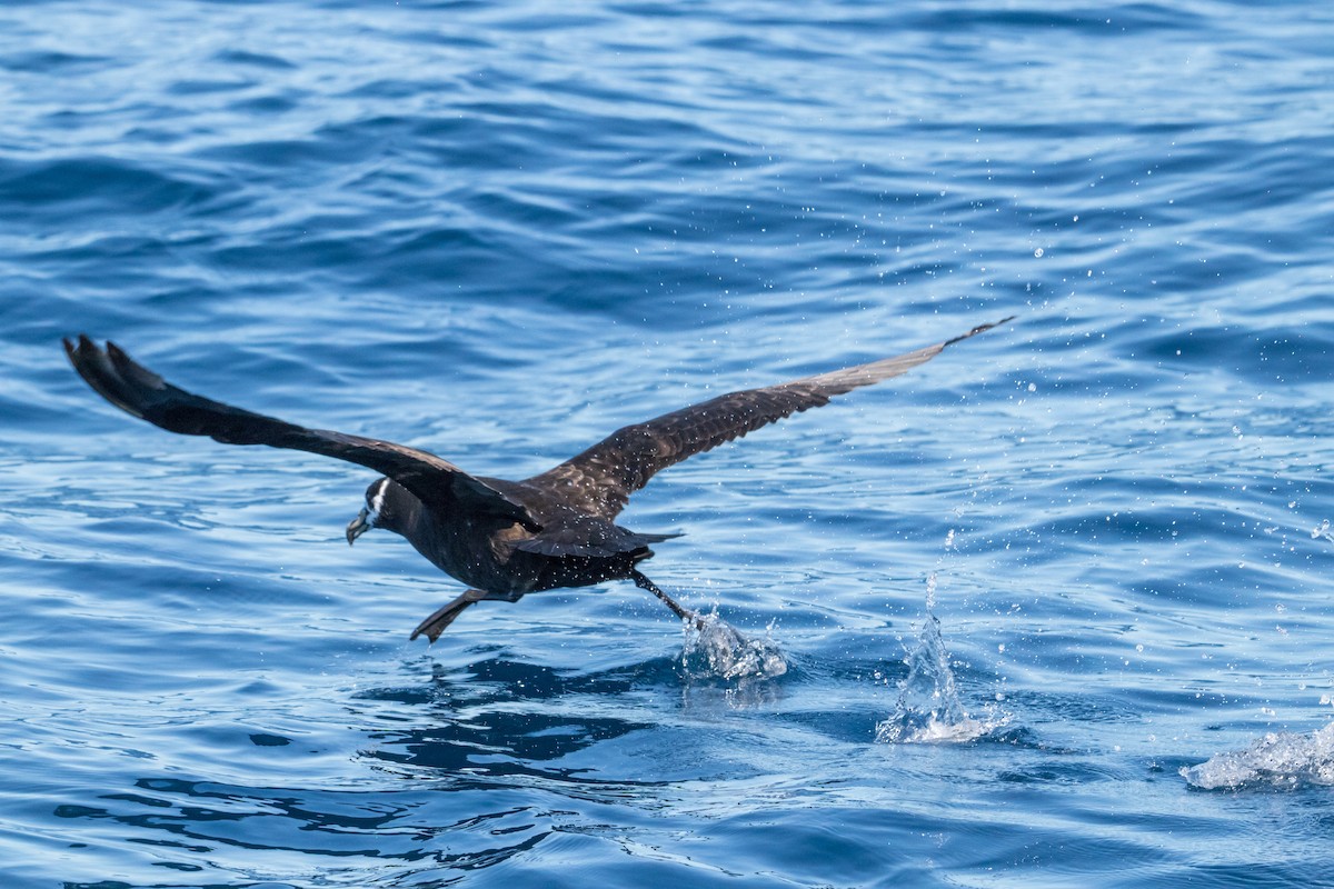 Spectacled Petrel - ML150053801