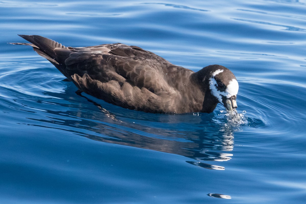 Spectacled Petrel - ML150053821