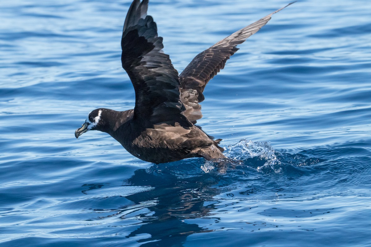 Spectacled Petrel - ML150053871