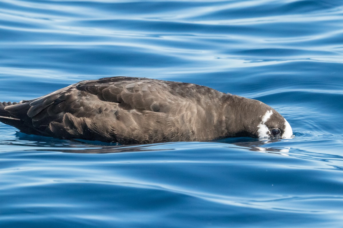 Spectacled Petrel - ML150053901