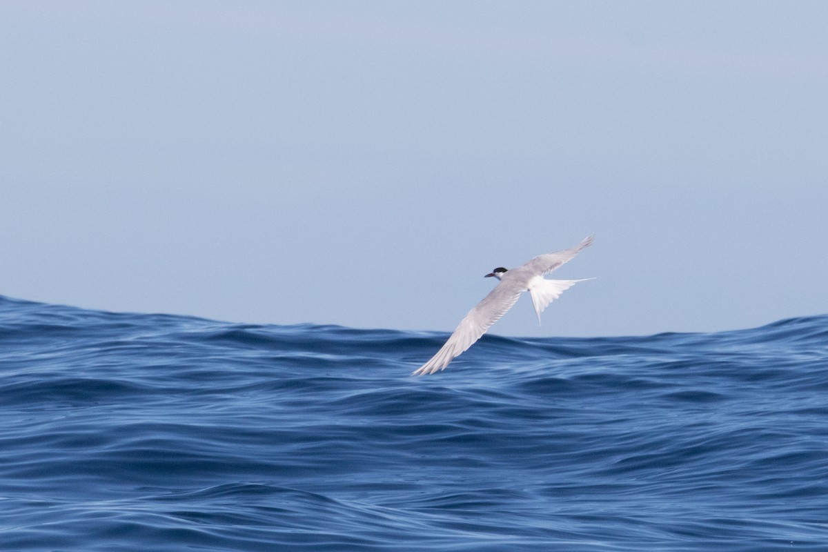Common Tern - ML150054291