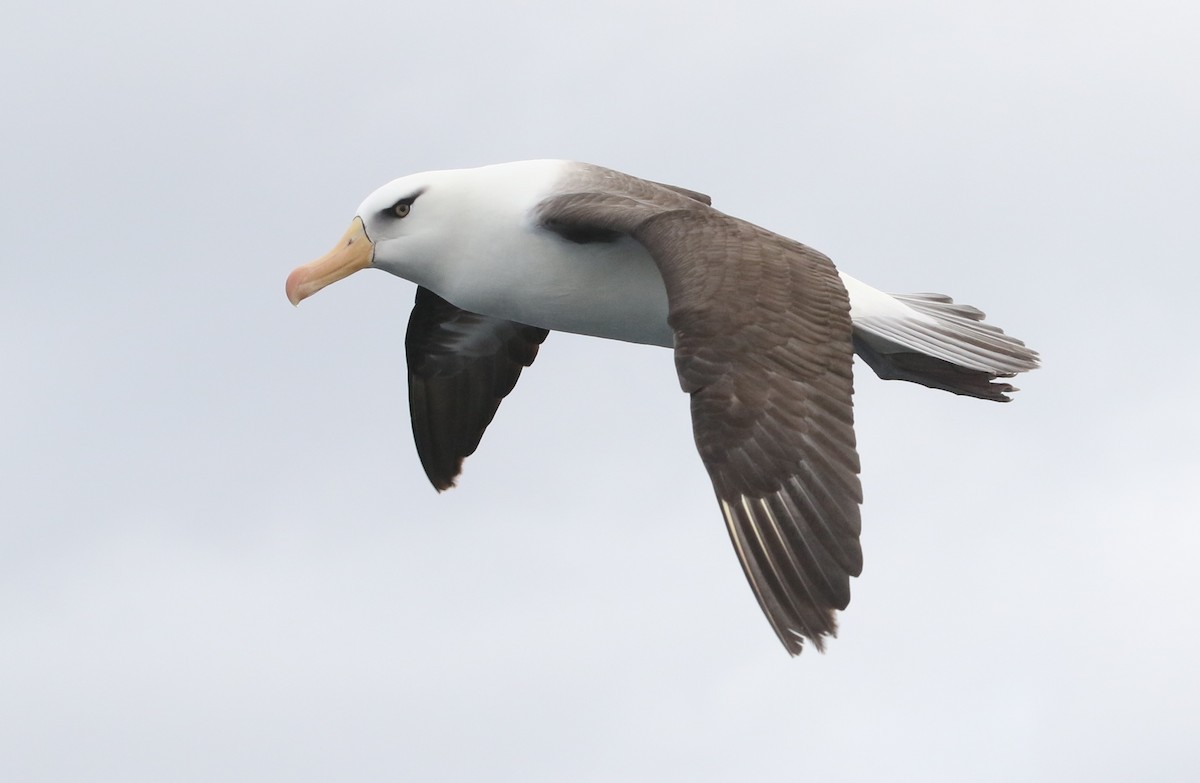Black-browed Albatross (Campbell) - James Bailey 🐦