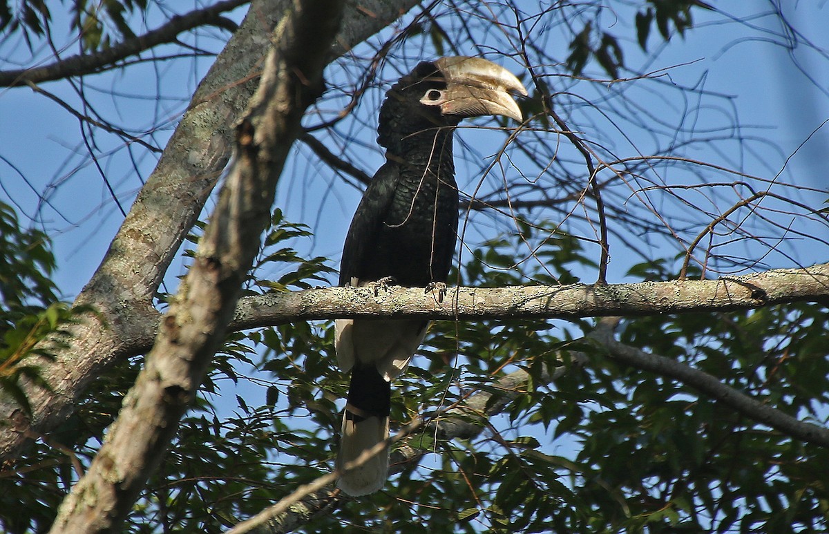 White-thighed Hornbill - Paul Chapman