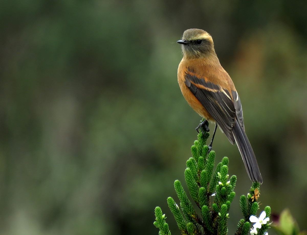 Brown-backed Chat-Tyrant - Iván Lau