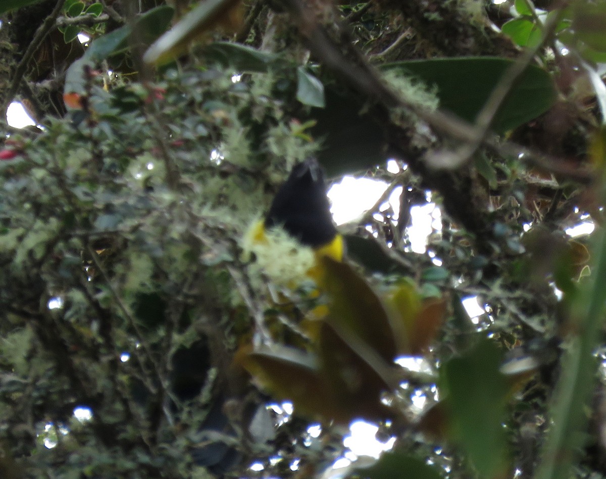 Black-chested Mountain Tanager - ML150058751