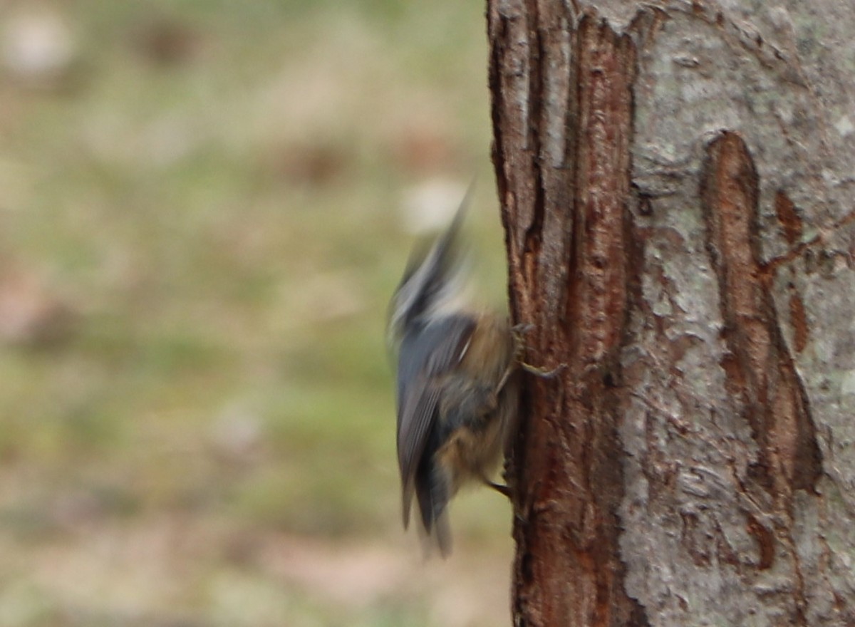 Red-breasted Nuthatch - ML150058821