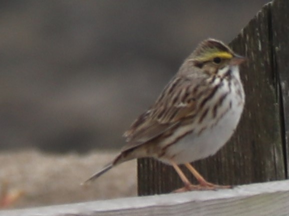 Savannah Sparrow - ML150059331