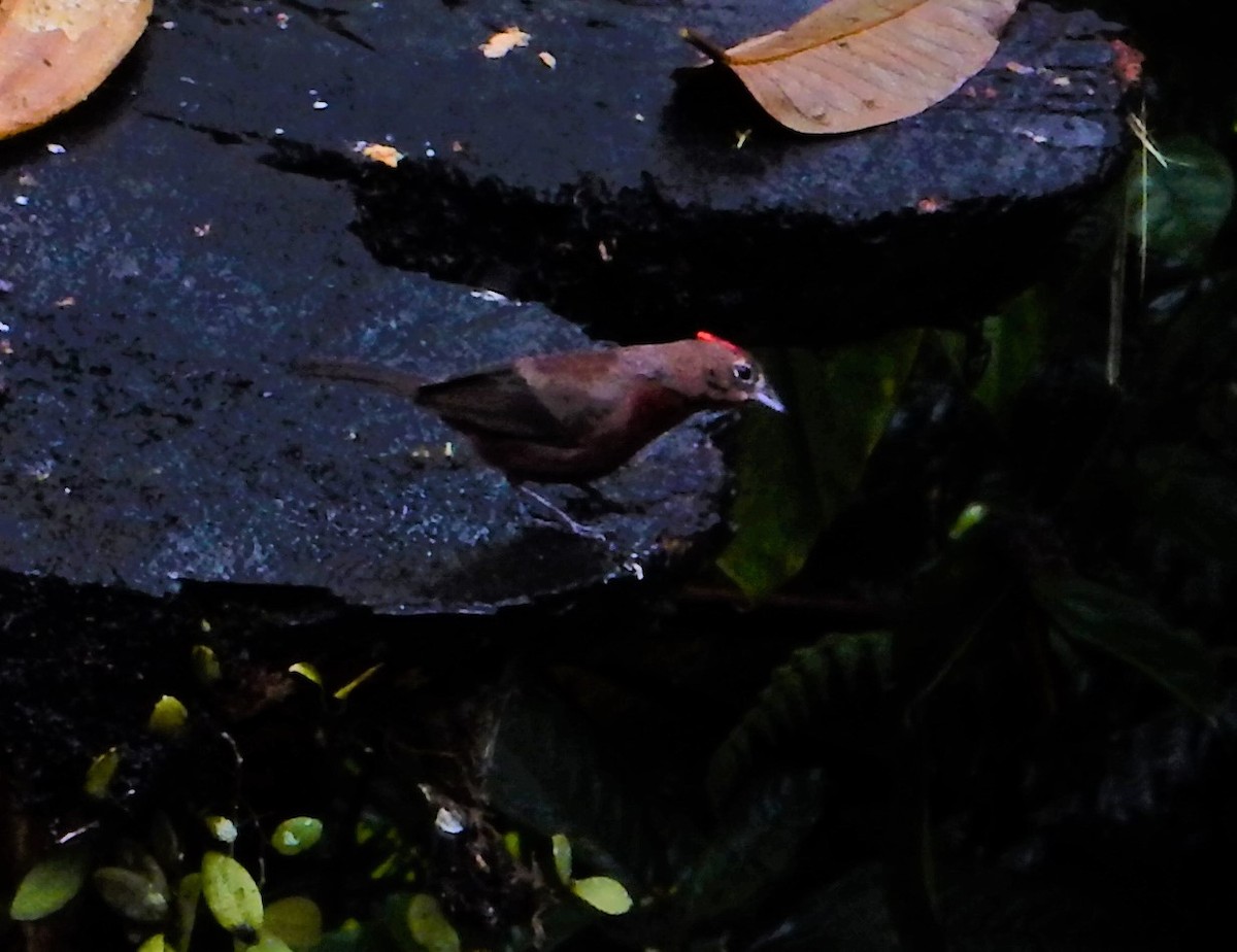 Red-crested Finch - John Licharson