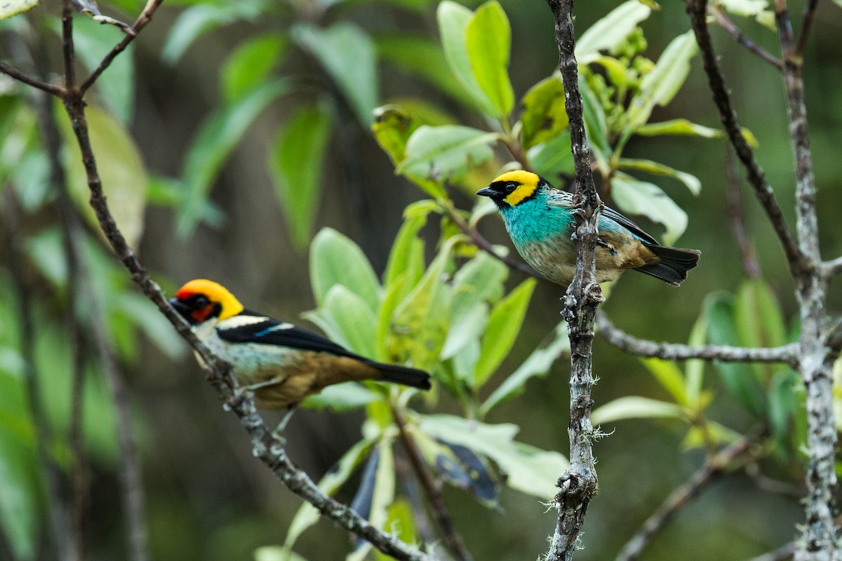 Saffron-crowned Tanager - ML150061391