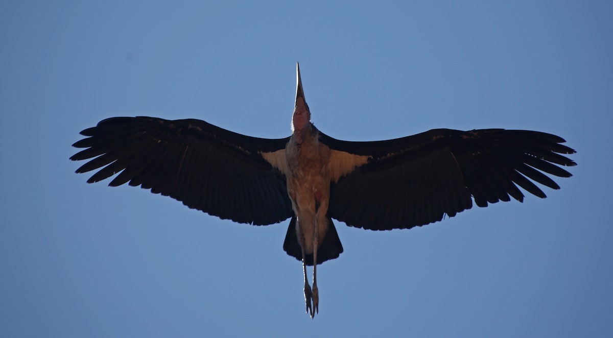 Marabou Stork - Paul Chapman