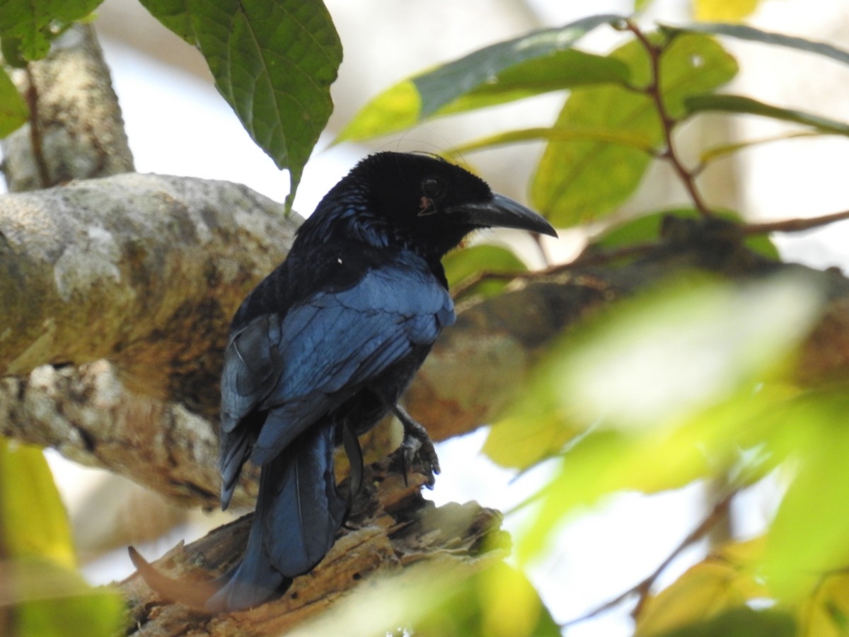 Hair-crested Drongo - ML150062411