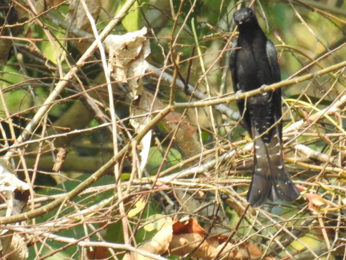 Square-tailed Drongo-Cuckoo - ML150062981