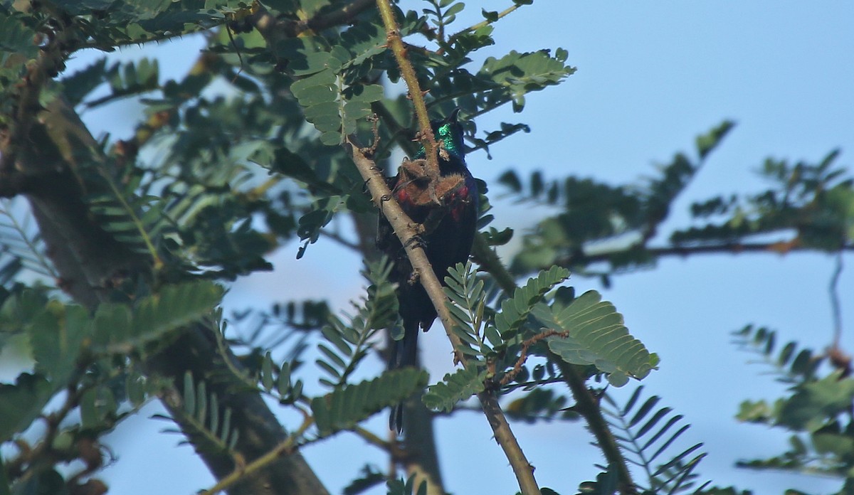 Red-chested Sunbird - ML150063481