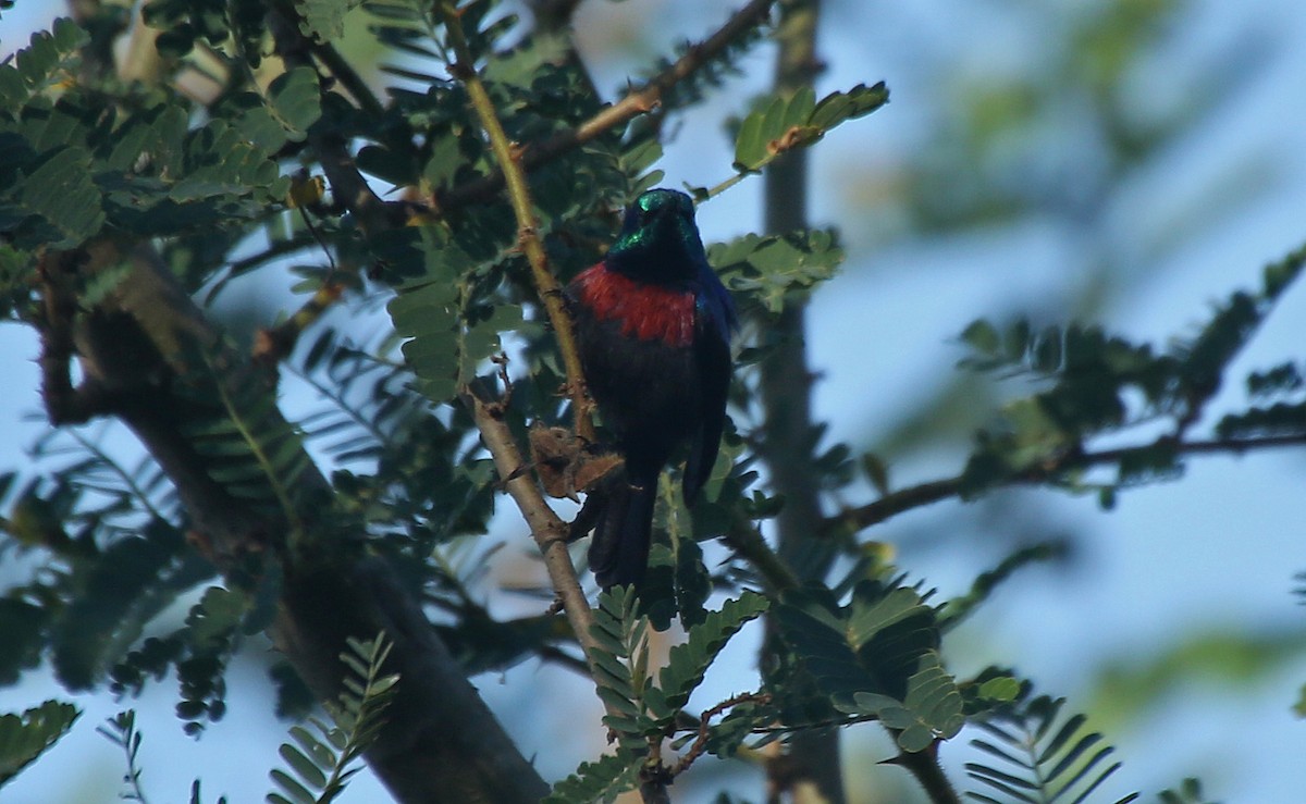 Red-chested Sunbird - ML150063491