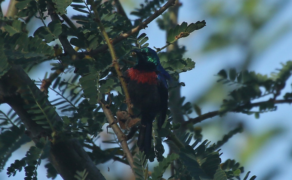 Red-chested Sunbird - ML150063501