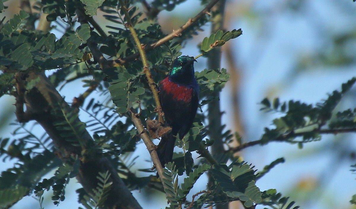 Red-chested Sunbird - ML150063541
