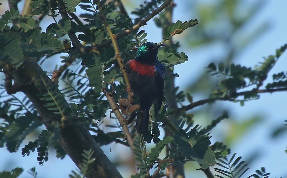 Red-chested Sunbird - Paul Chapman