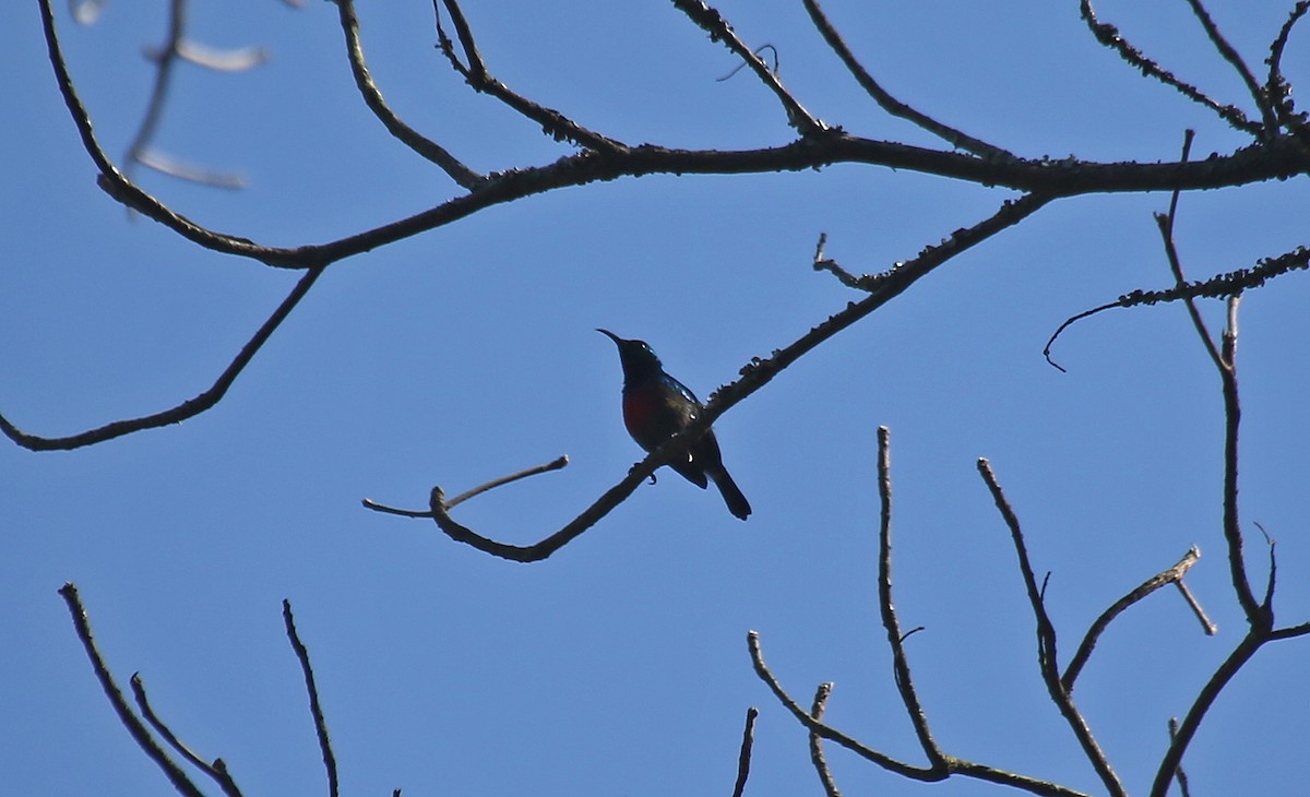 Scarlet-chested Sunbird - ML150063681