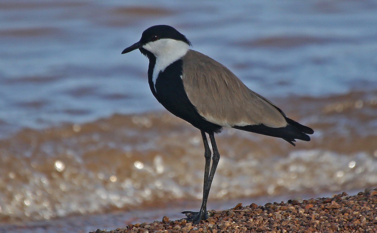 Spur-winged Lapwing - ML150064201