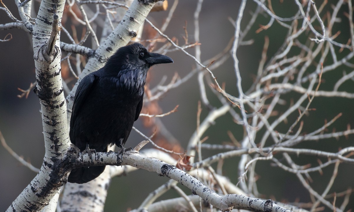 Common Raven - Chris Wood