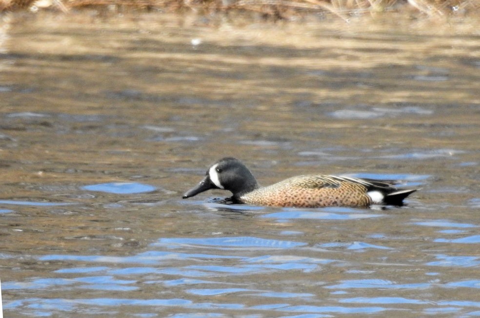 Blue-winged Teal - ML150071171