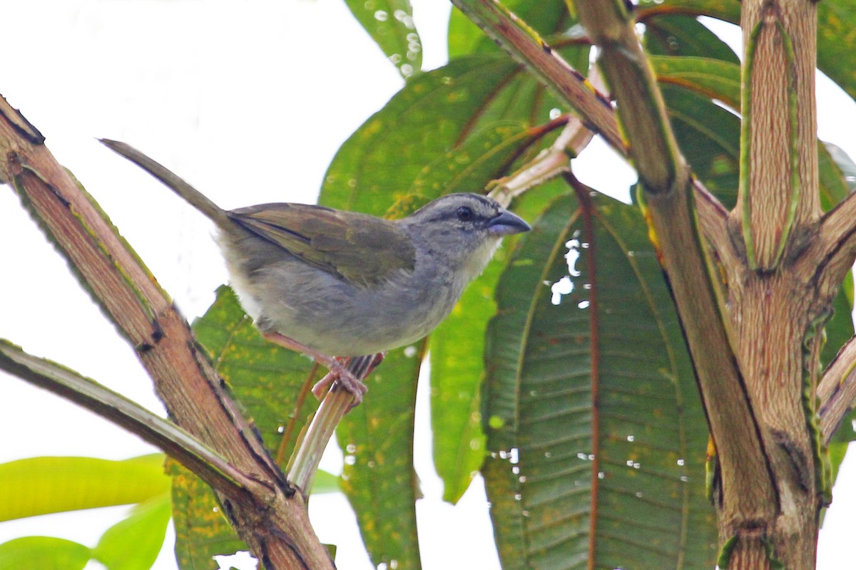 Black-striped Sparrow - Xiomara Capera Espinosa