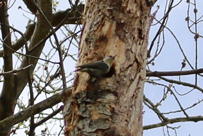 Brown-headed Nuthatch - ML150073041