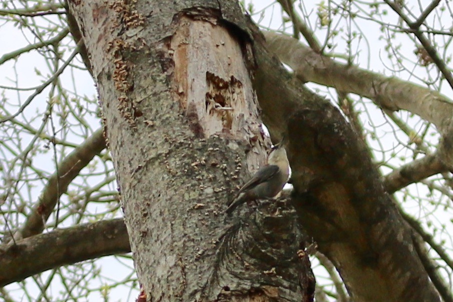 Brown-headed Nuthatch - ML150073051