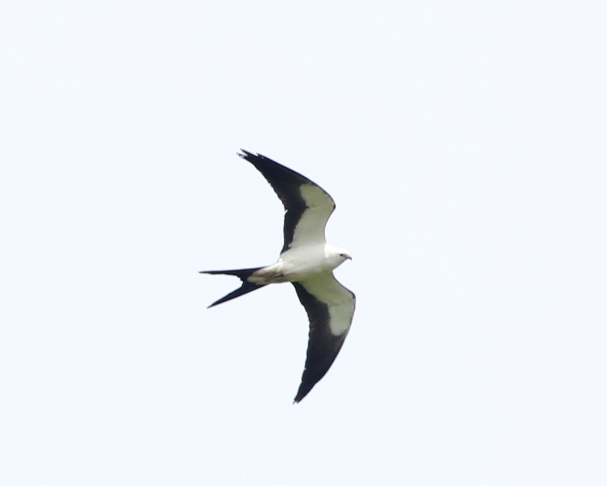 Swallow-tailed Kite - ML150073911