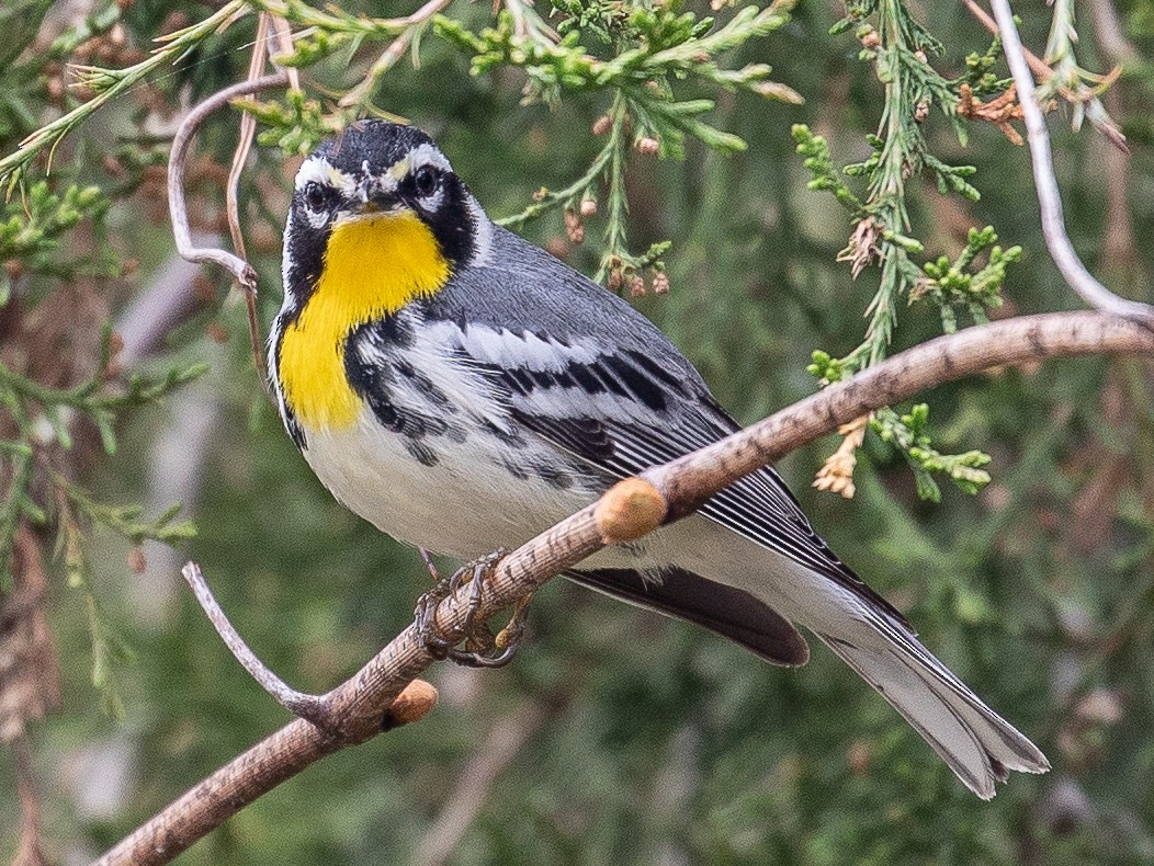 Yellow-throated Warbler - ML150074131