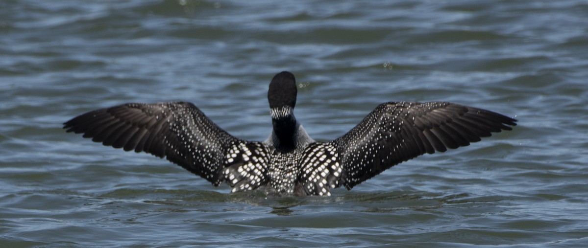 Common Loon - Norman Soskel