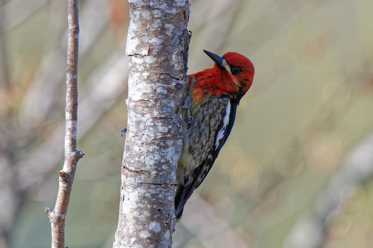 Red-breasted Sapsucker - ML150076231