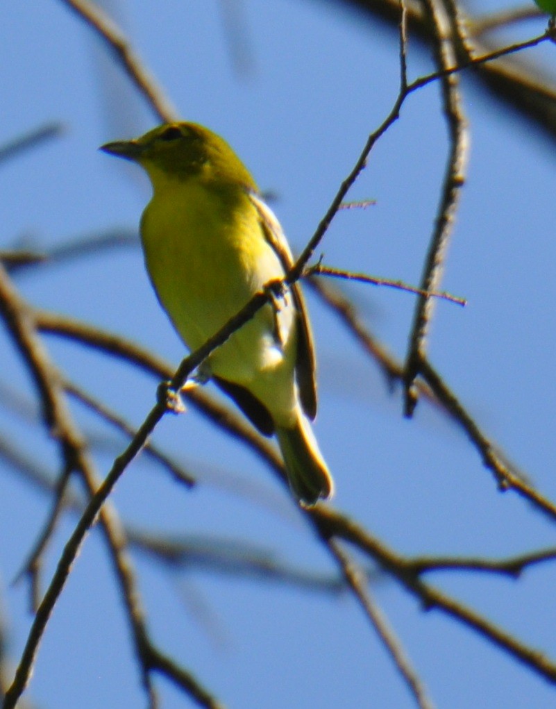 Yellow-throated Vireo - M.K. McManus-Muldrow
