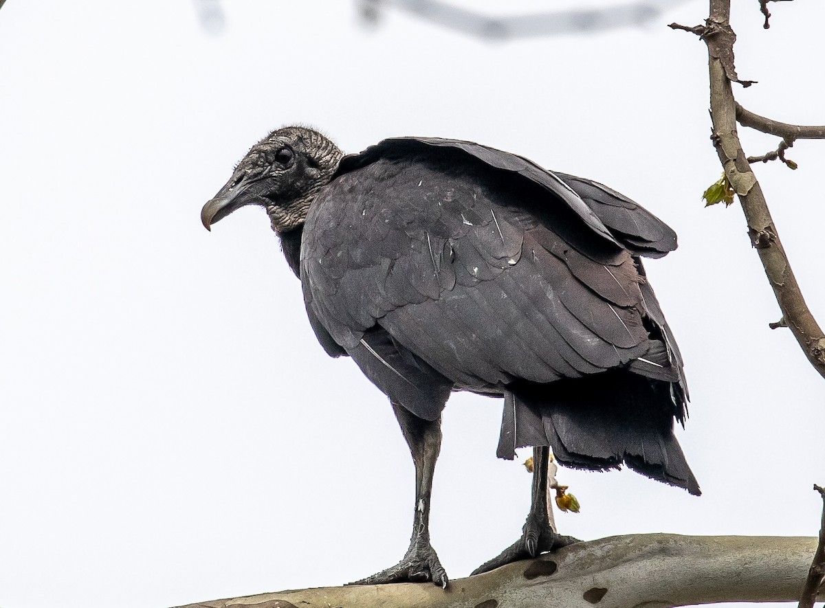 Black Vulture - ML150076871