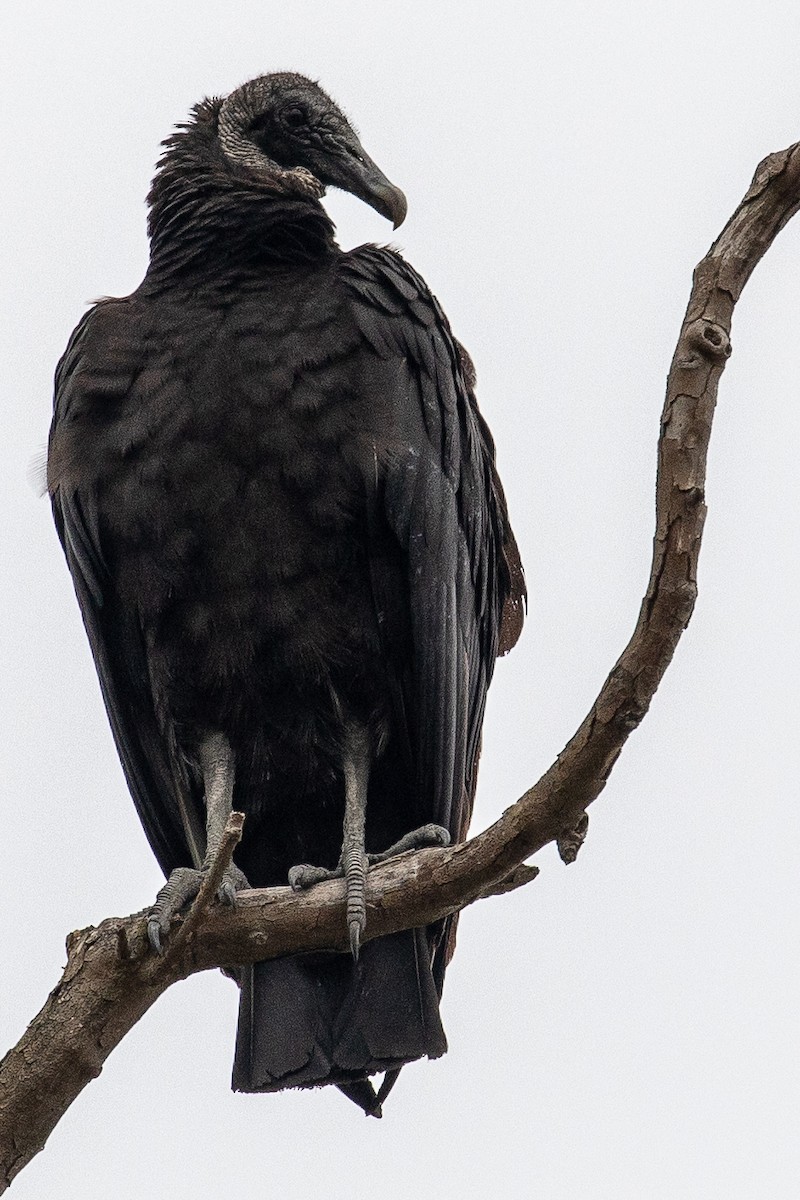Black Vulture - ML150076901