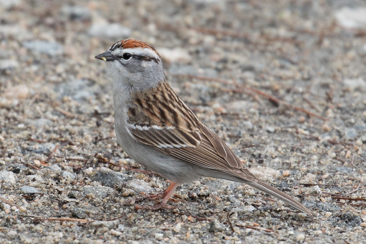 Chipping Sparrow - ML150077811