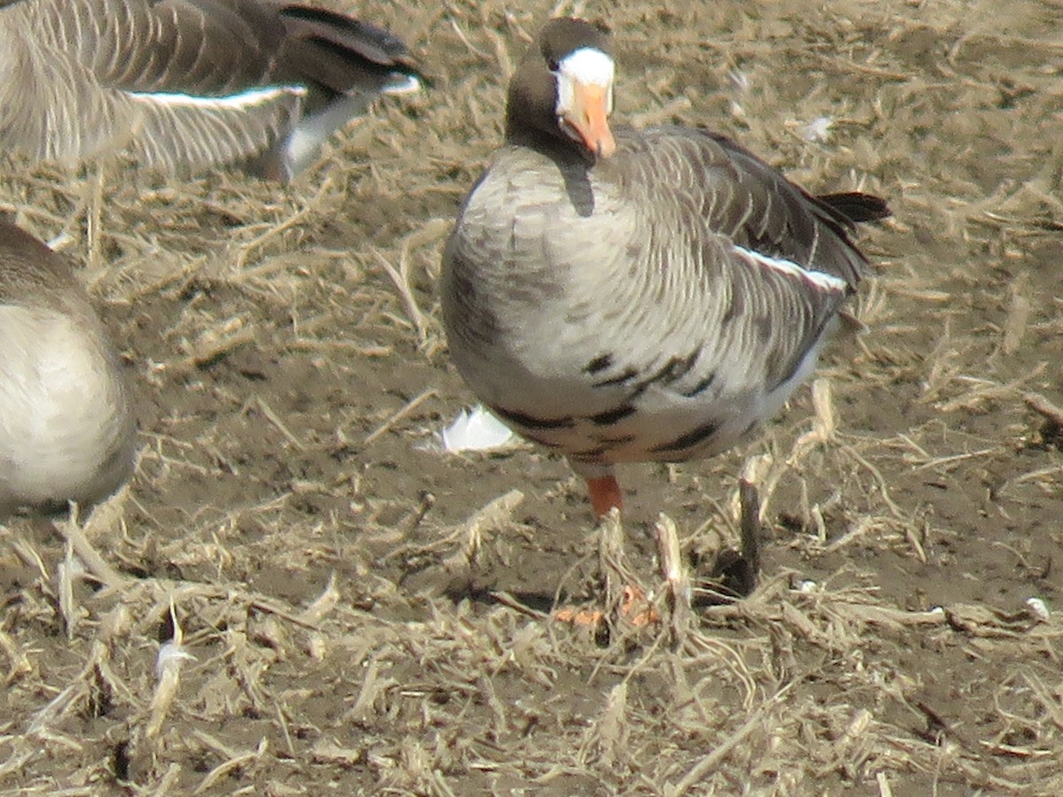 Greater White-fronted Goose - ML150078411