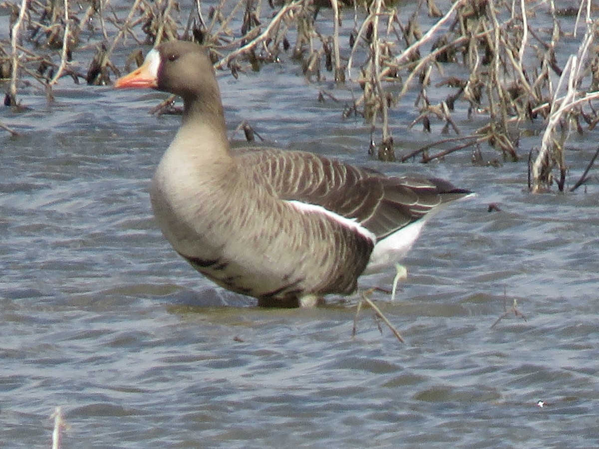 Greater White-fronted Goose - ML150078421