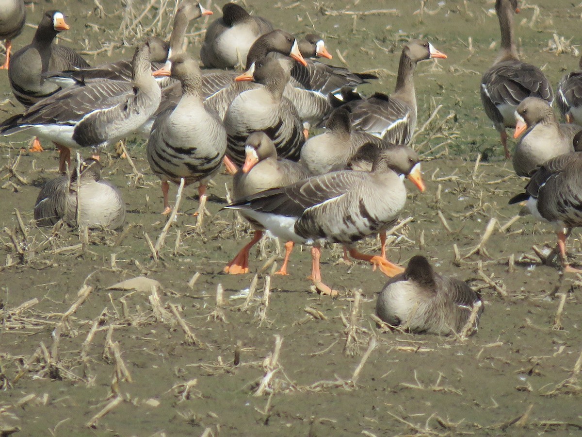 Greater White-fronted Goose - John O'Donnell