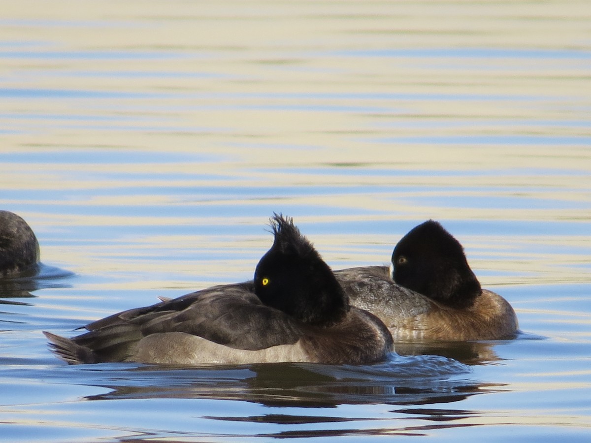 Tufted Duck - ML150078491