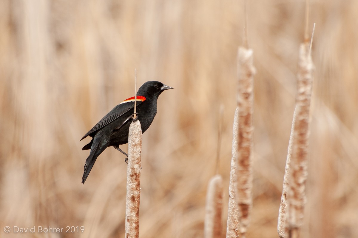 Red-winged Blackbird - David Bohrer