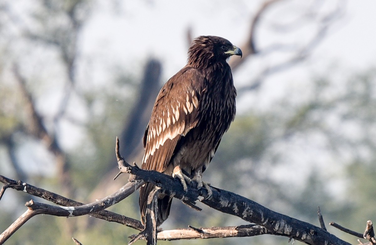Greater Spotted Eagle - Bruce Wedderburn