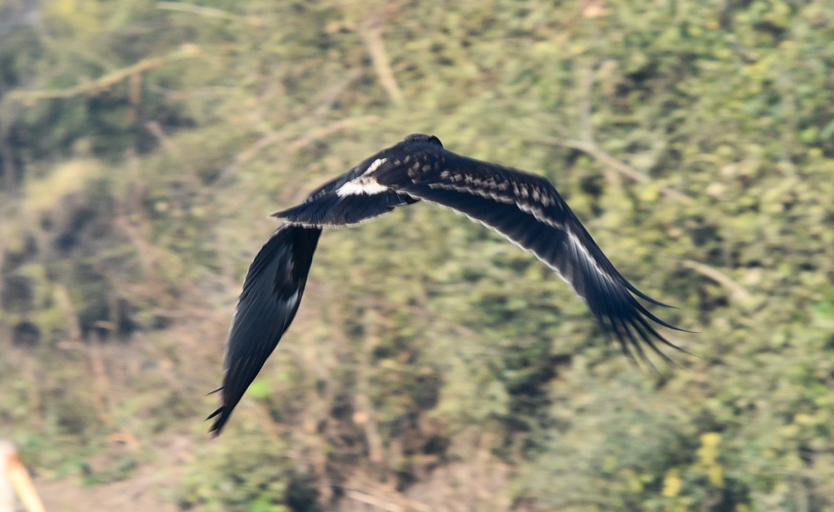 Greater Spotted Eagle - Bruce Wedderburn