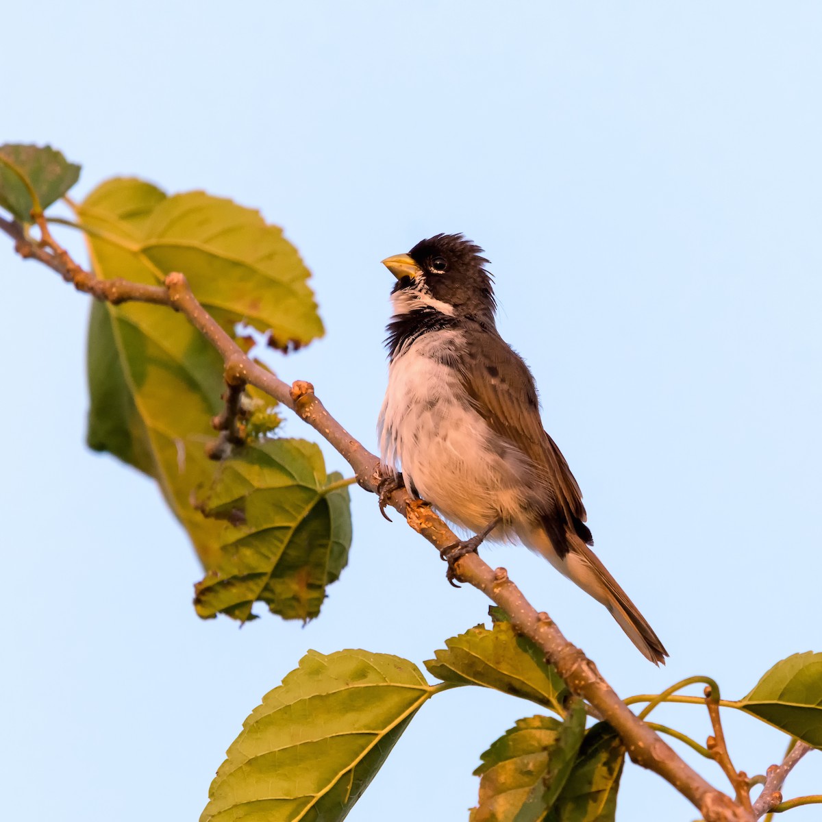 Double-collared Seedeater - ML150079311