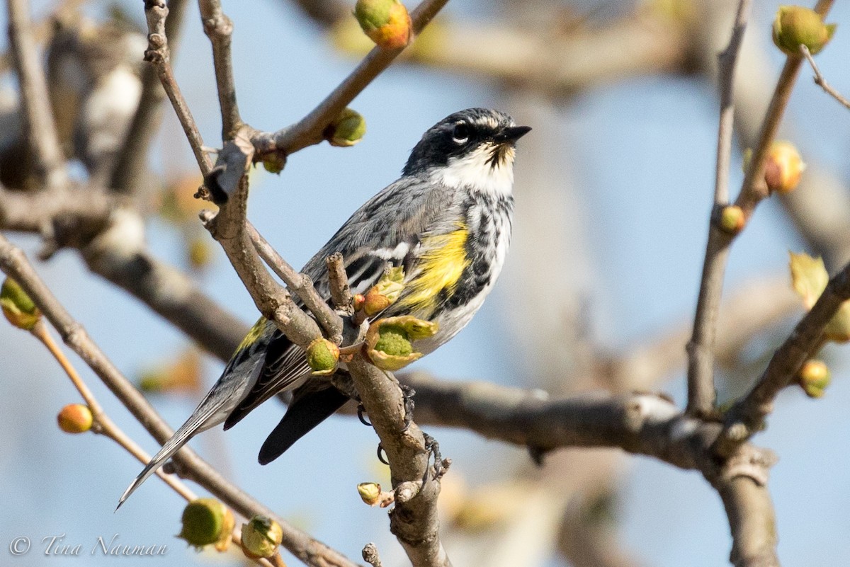 Yellow-rumped Warbler (Myrtle) - Tina Nauman