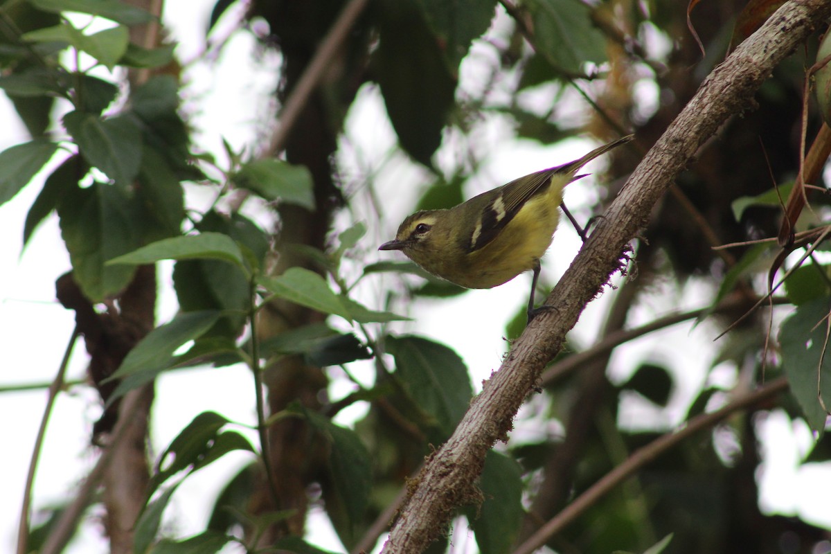 Yellow-winged Vireo - Marie Chappell